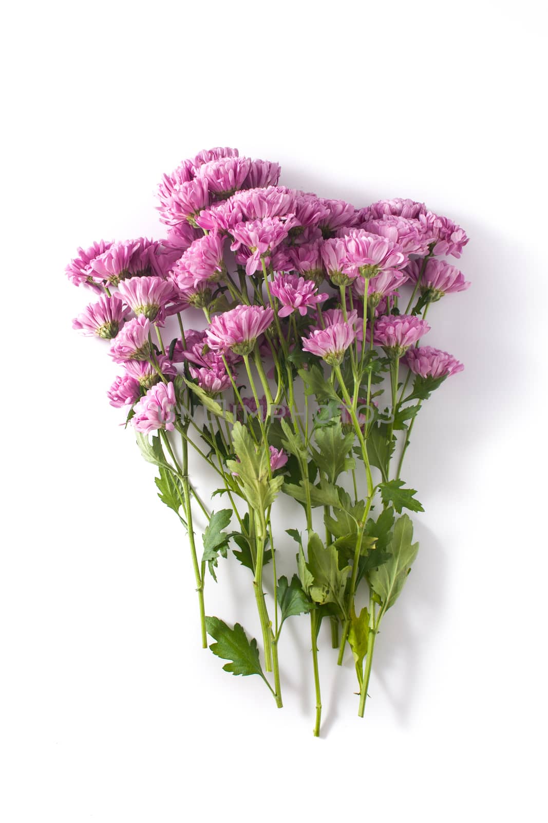 Violet chrysanthemum flowers bouquet isolated on white background