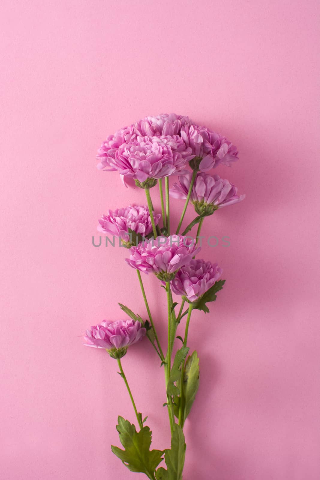Purple chrysanthemum and petals on pink background