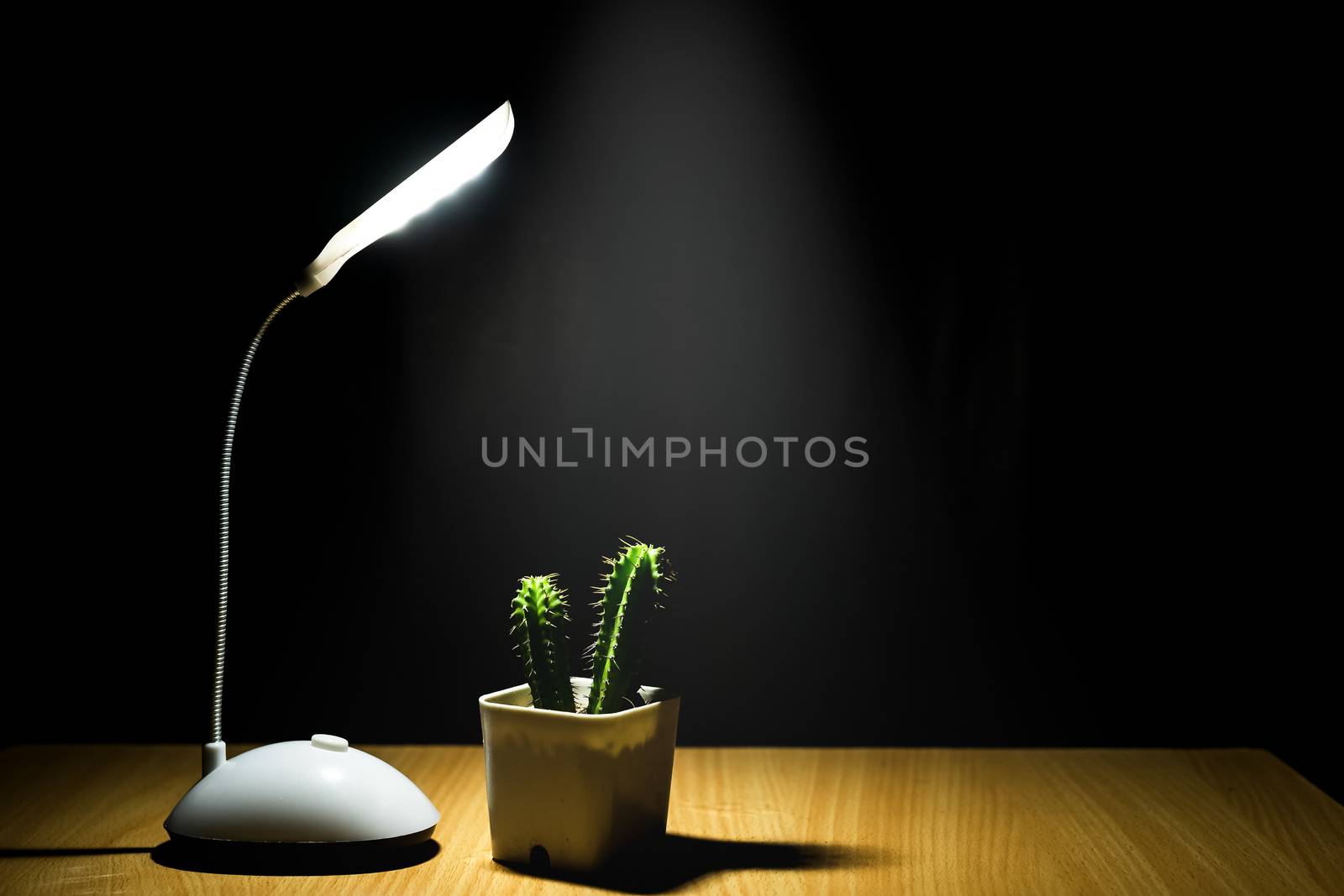 Photograph a small green tree in a white pot with a lamp and black floor.