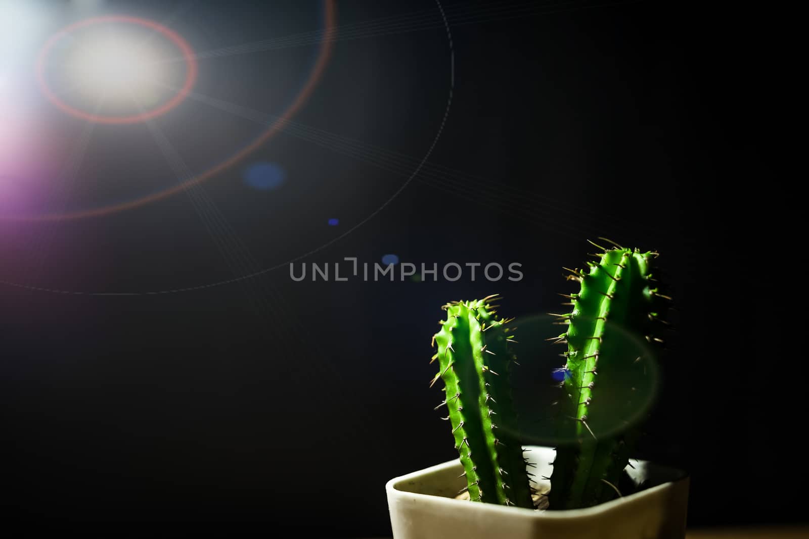 A close-up shot of a small green cactus shining and a black background.
