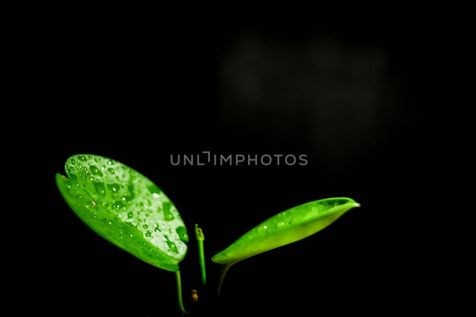 A close-up shot of light green leaves and a black background.