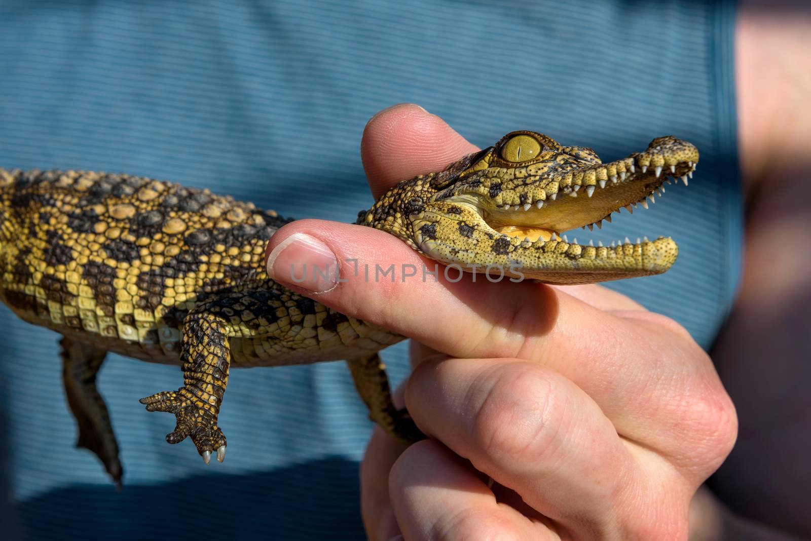 Man holding a baby crocodile by nickfox