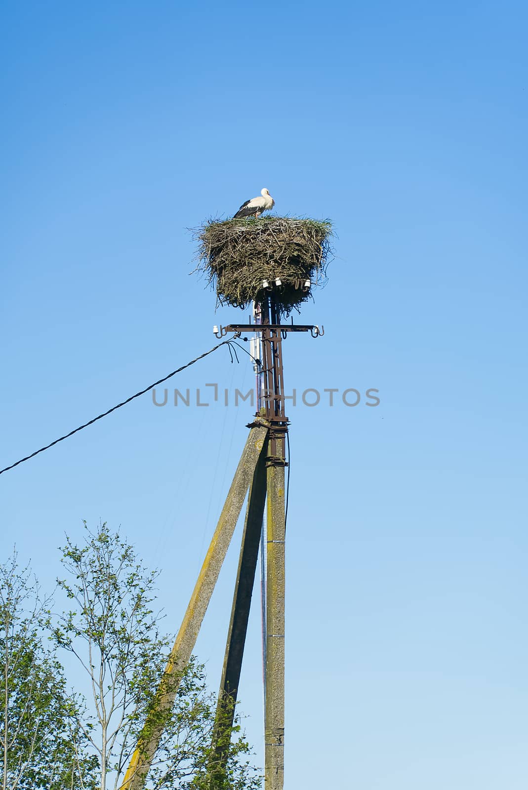 stork family nesting on the concrete pillar - separated on blue sky at background. stork nest on concrete electric pole. by PhotoTime