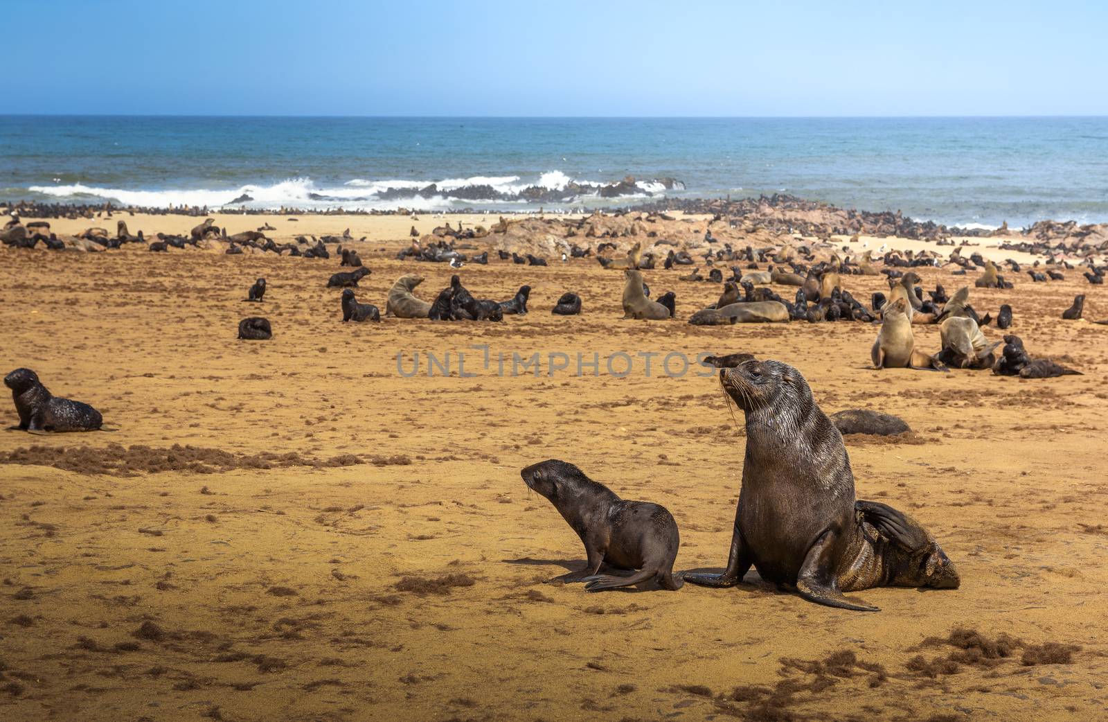 Seal fur colony at Cape Cross Seal Reserve, Namibia. Cape Cross is a small headland in the South Atlantic in Skeleton Coast of western Namibia.