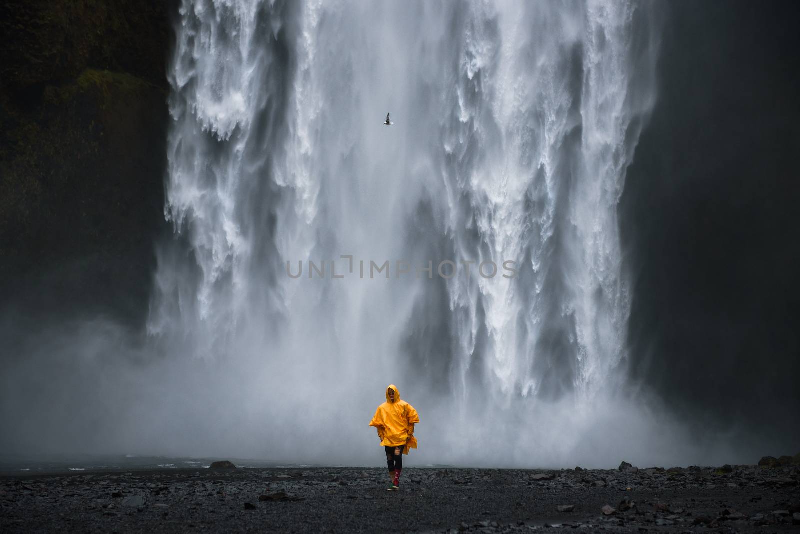 Tourist wearing a yellow raincoat walks from the Skogafoss waterfall in Iceland by nickfox
