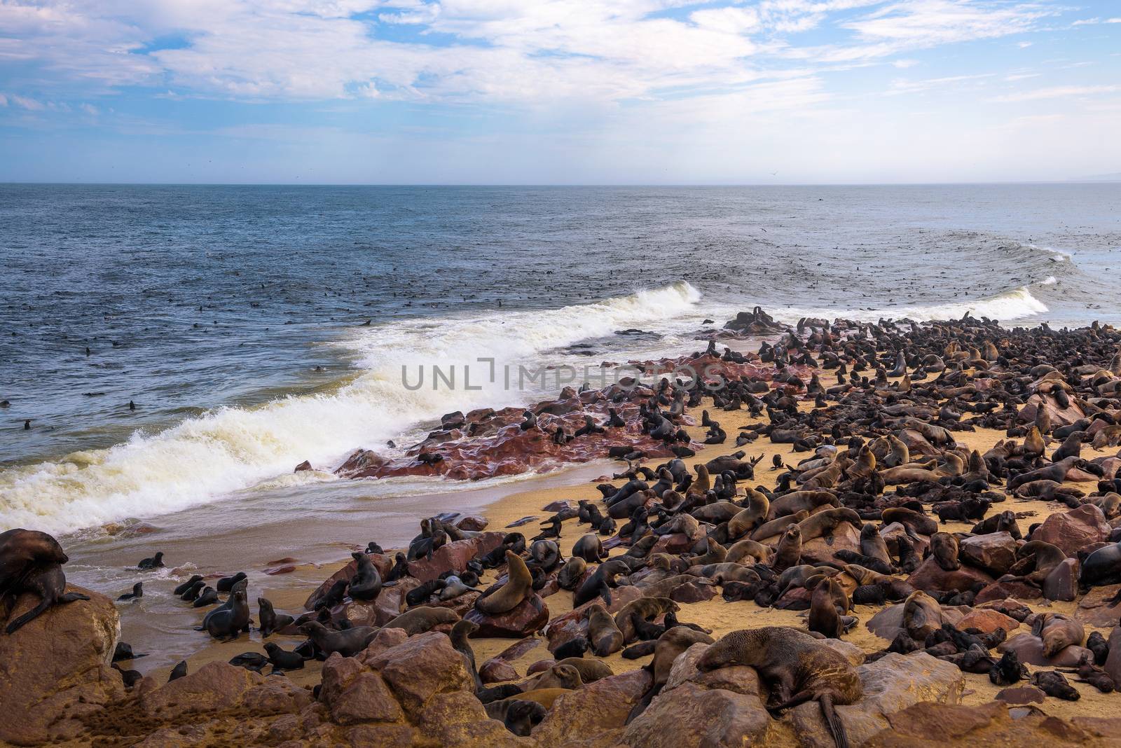 Seal fur colony at Cape Cross Seal Reserve, Namibia. by nickfox