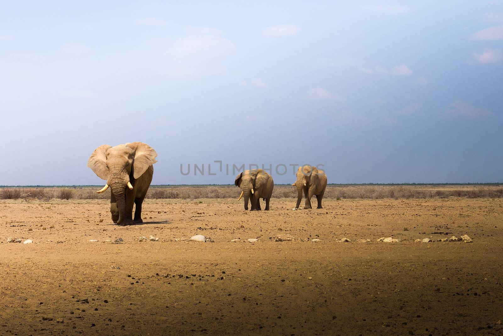 Three big african elephants walk across the savannah of Etosha National Park, Namibia, Africa.