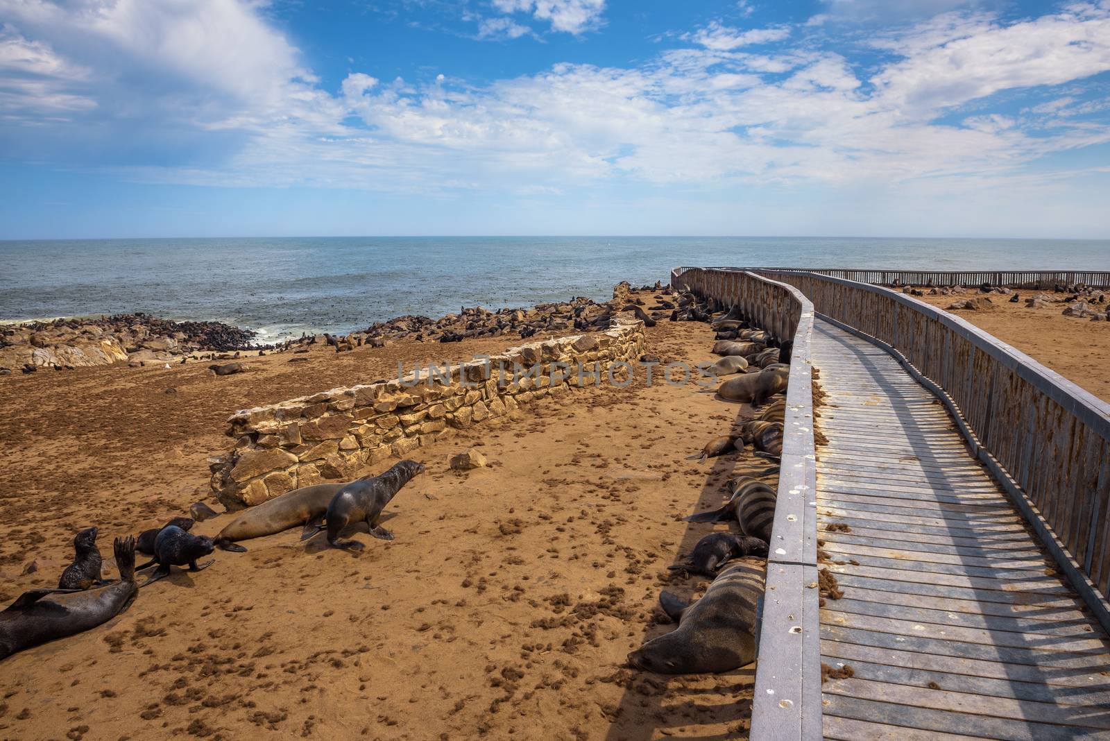 Seal fur colony at Cape Cross Seal Reserve, Namibia. Cape Cross is a small headland in the South Atlantic in Skeleton Coast of western Namibia.