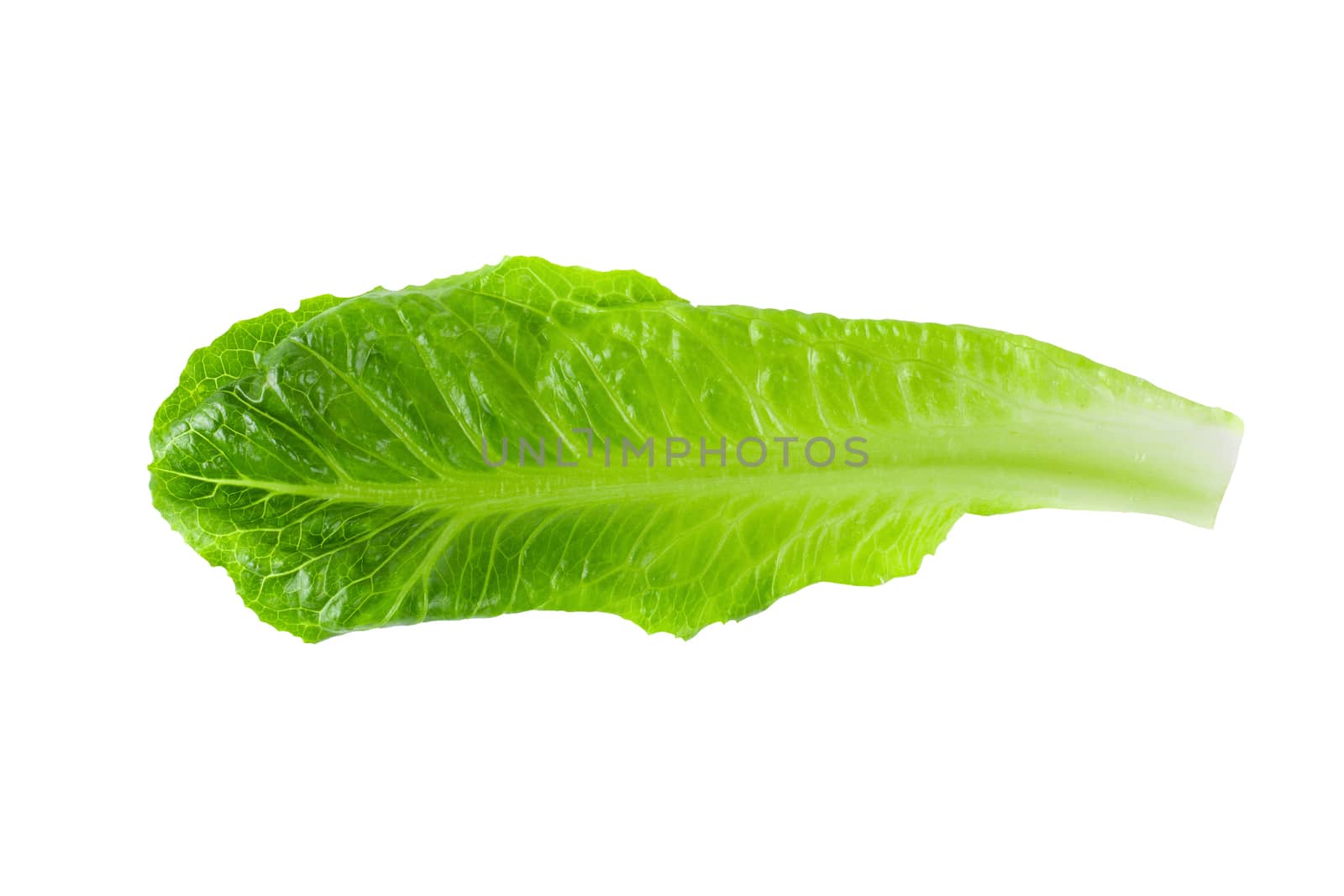 Cos Lettuce Isolated on a White Background.