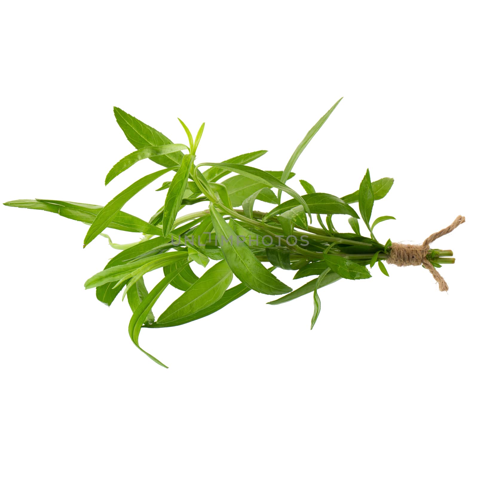 Fresh tarragon herbs, Tarragon herbs close up isolated on white background.