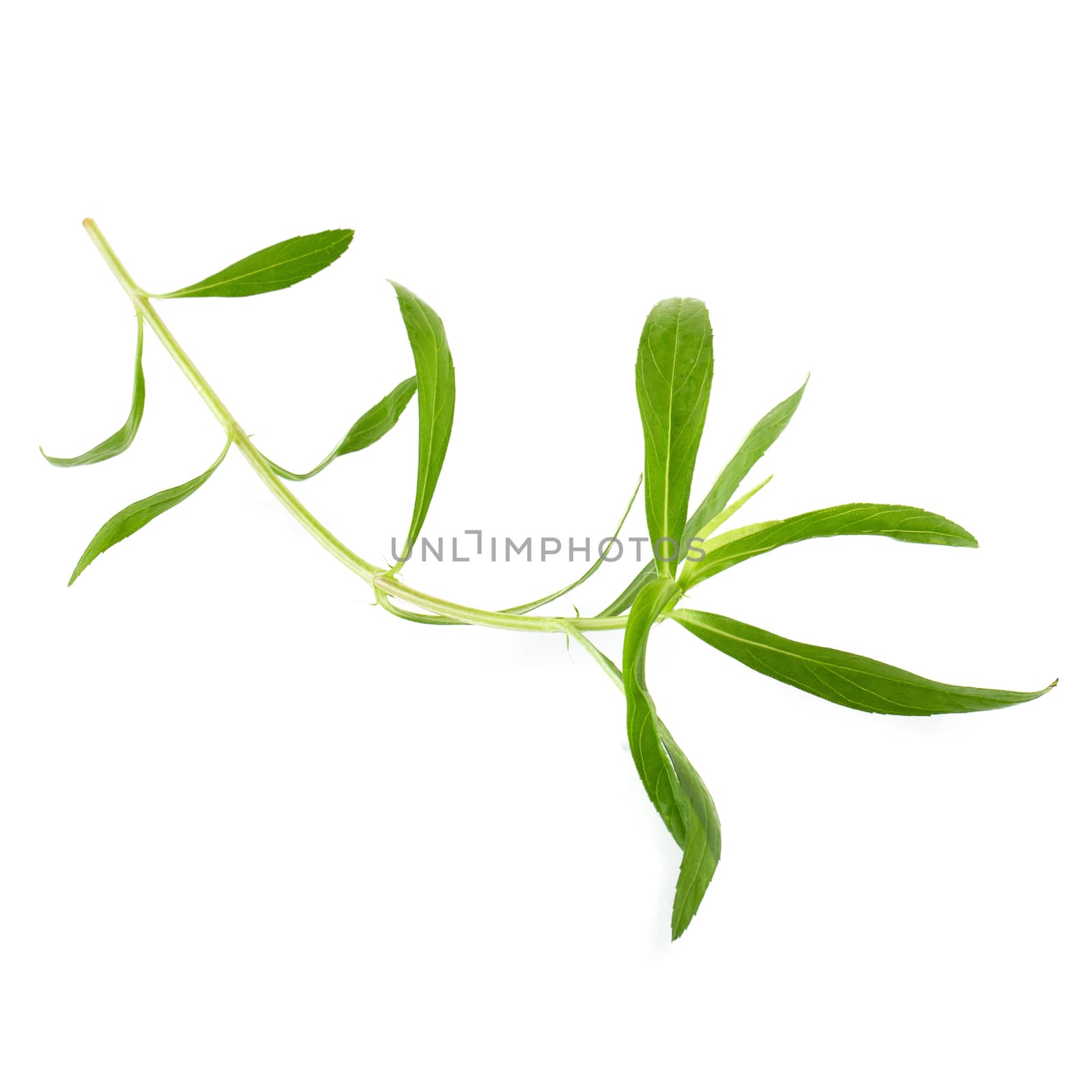 Fresh tarragon herbs, Tarragon herbs close up isolated on white background.