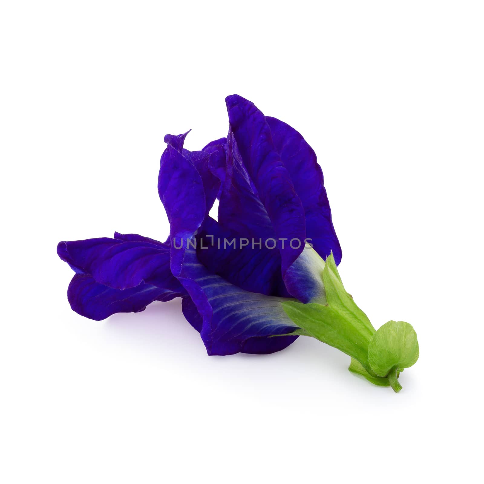 Close up of Butterfly pea flower isolated on a white background by kaiskynet