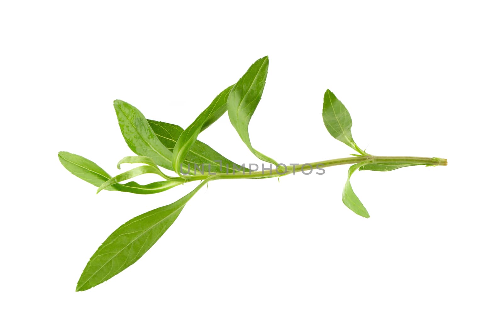 Fresh tarragon herbs, Tarragon herbs close up isolated on white background.