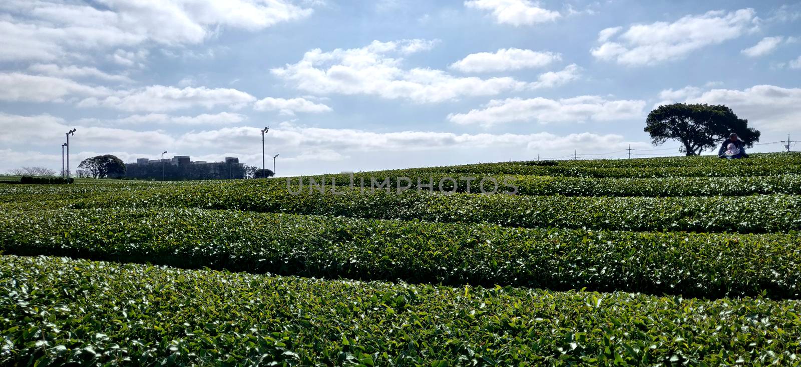 Tea garden against clear blue sky by mshivangi92
