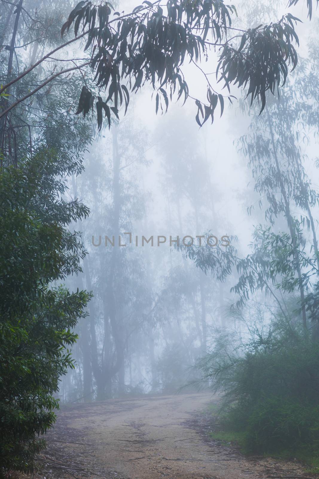 Fog in the forest at the portuguese national park, Geres, Portugal