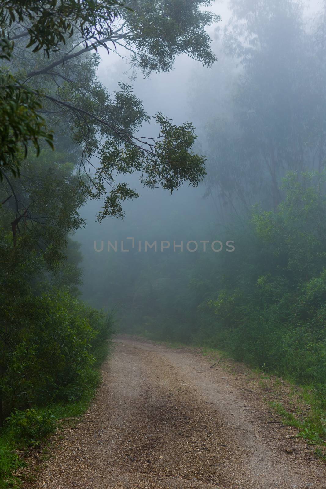 Fog in the forest at the portuguese national park, Geres, Portugal