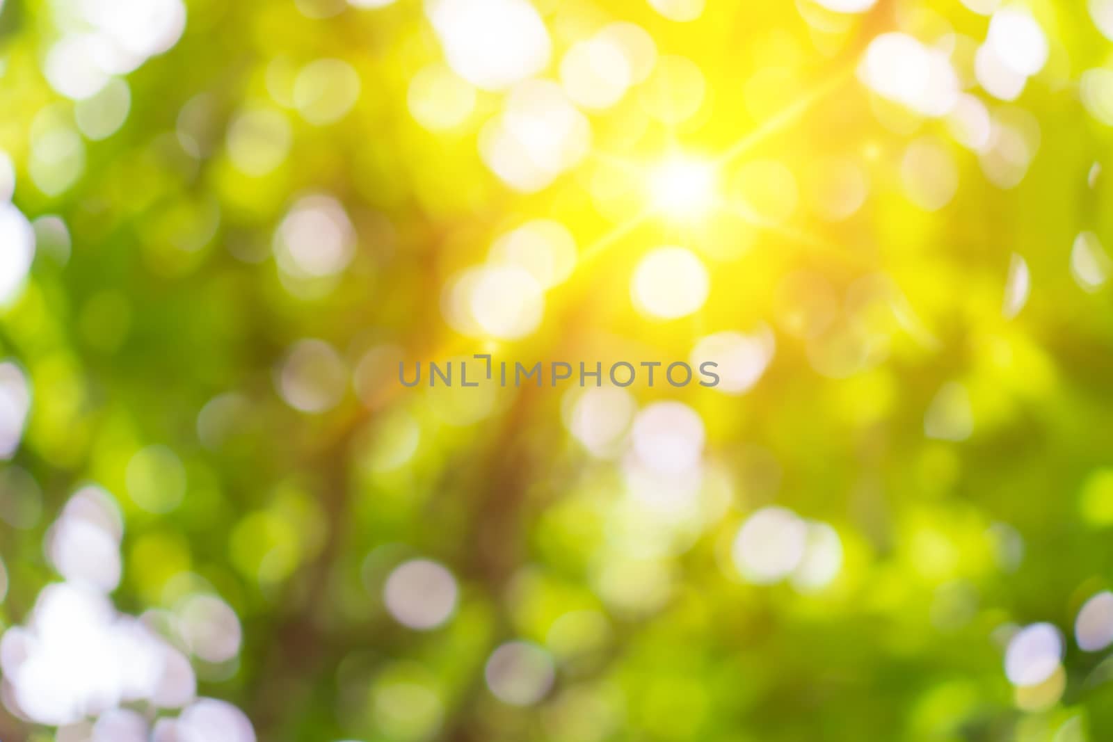 Green nature sunlight colorful bokeh abstract background .Vintage pastel color tone style.