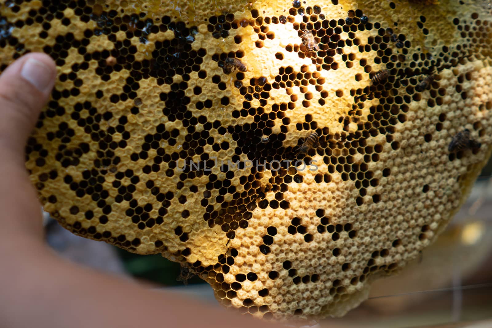 Closed up of bee colony full of honey high nutrient and vitamin transfer to beekepping handmade box.