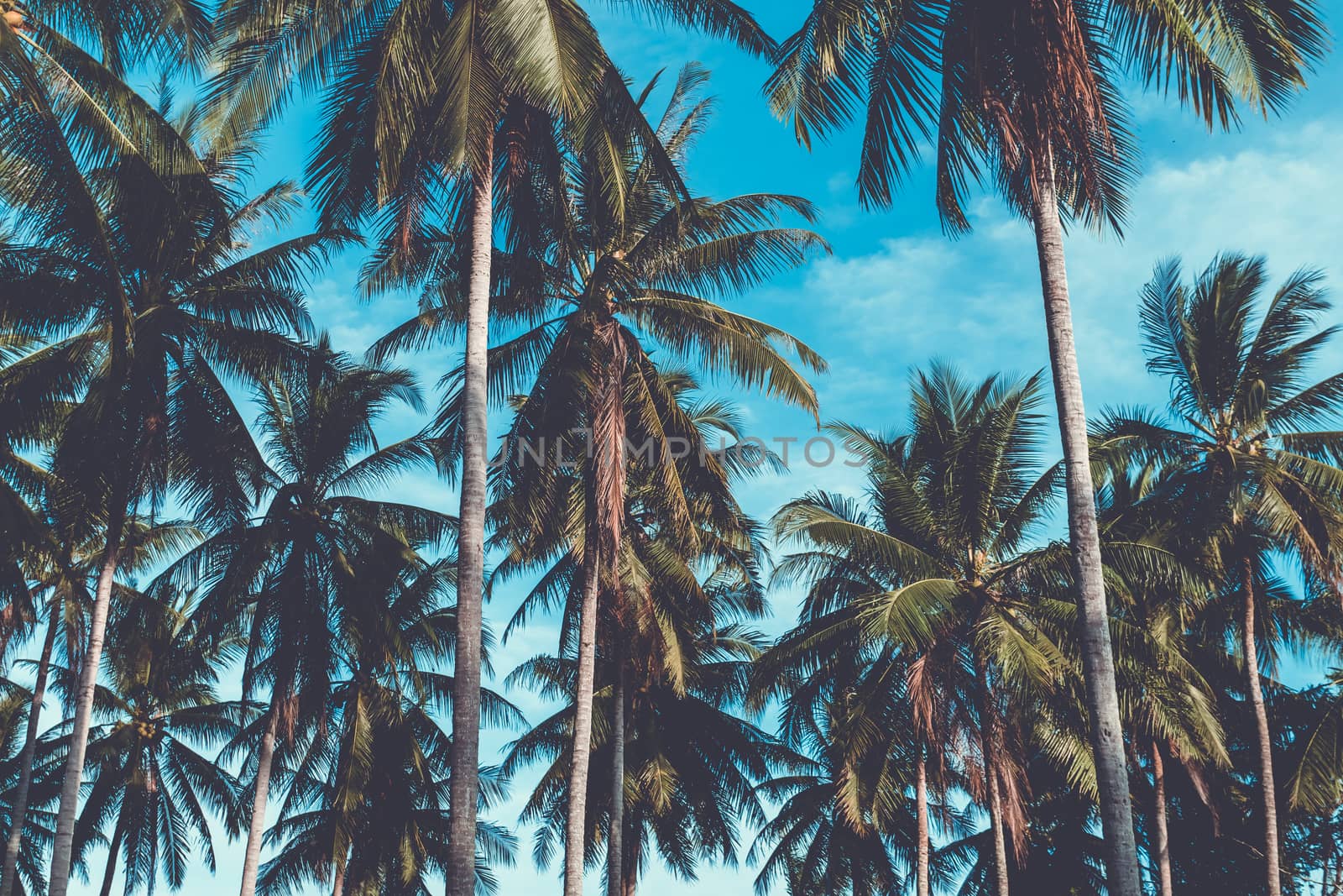 Tropical palm coconut trees on sunset sky flare and bokeh nature. by Suwant