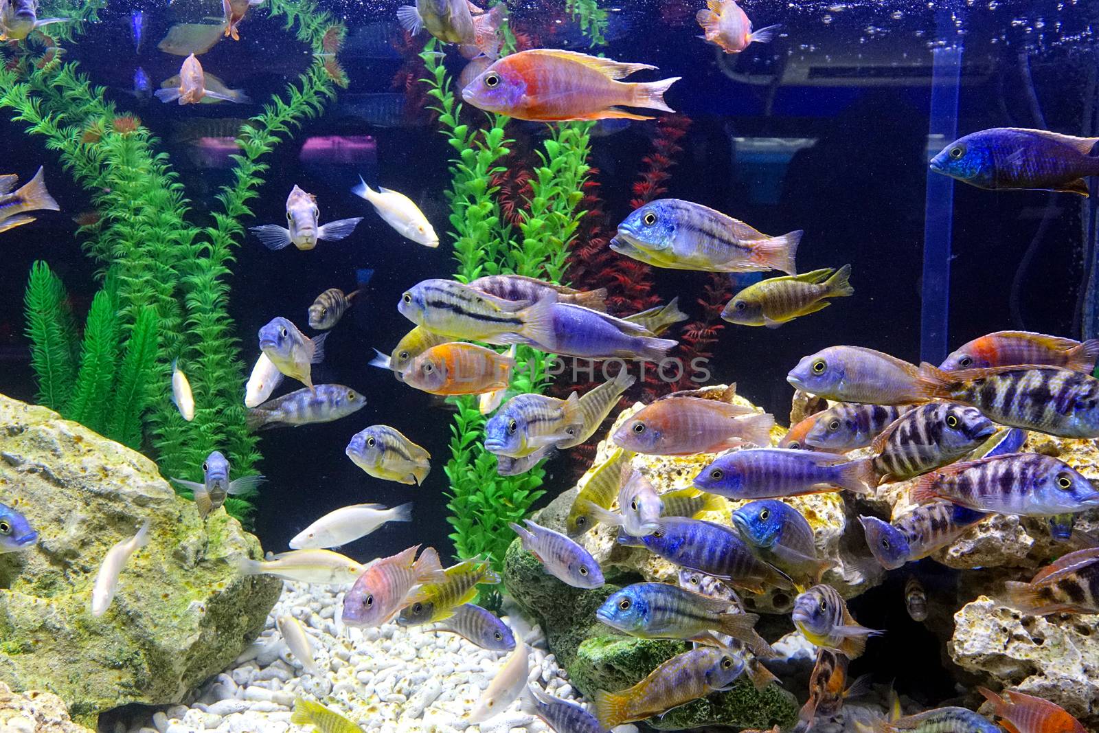 An aquarium with a variety of colorful tropical fish