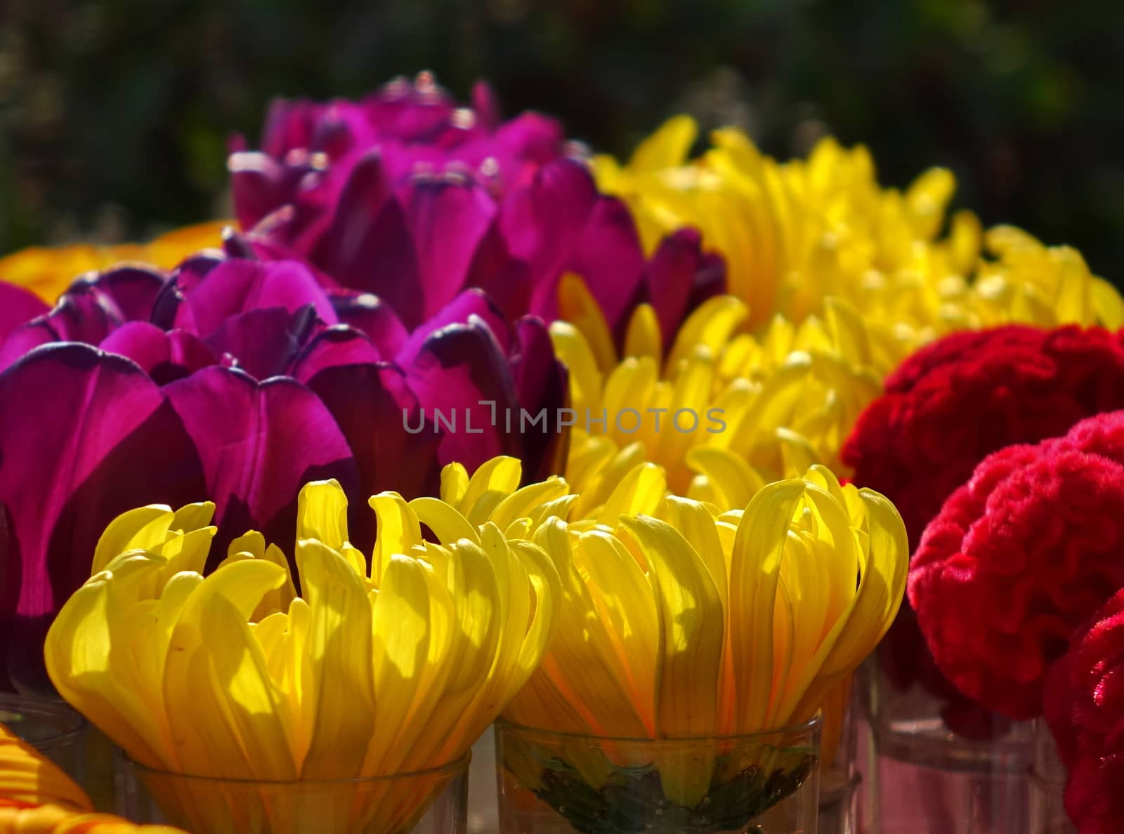 A beautiful display of chrysanthemum flowers in glass jars