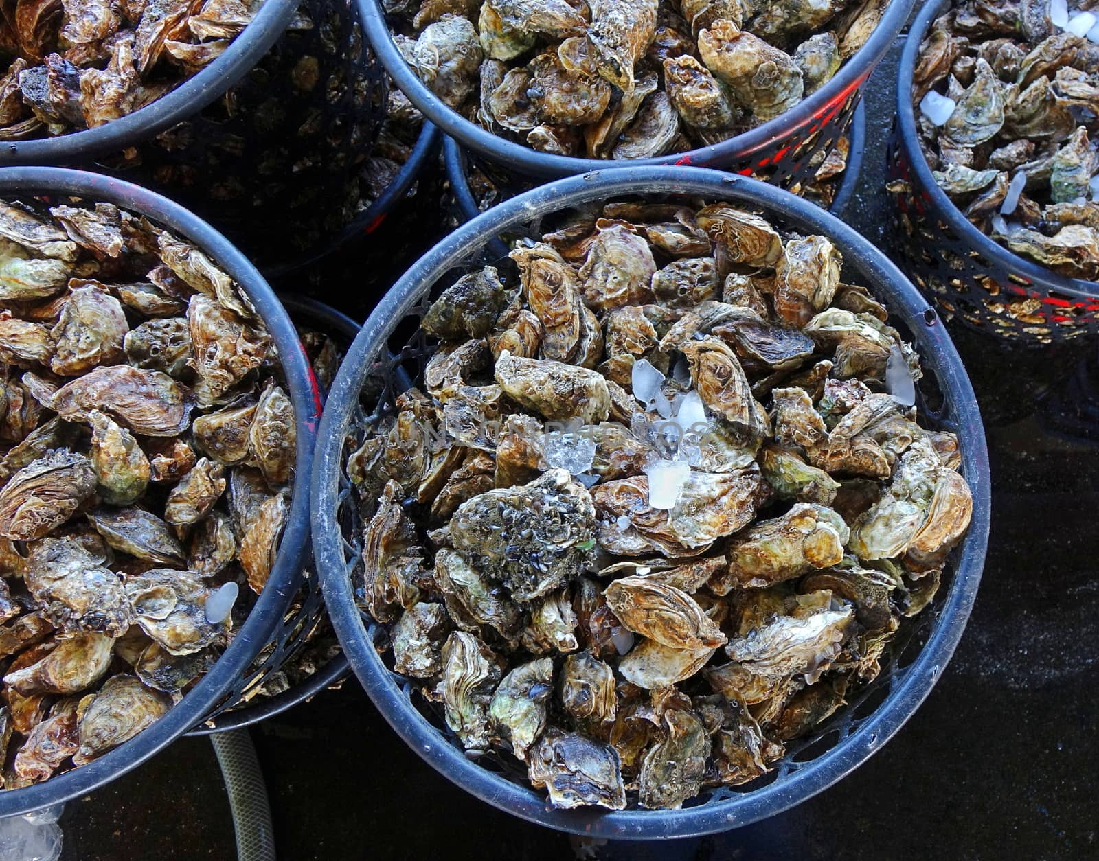 Large baskets full of oysters for sale at the fish market
