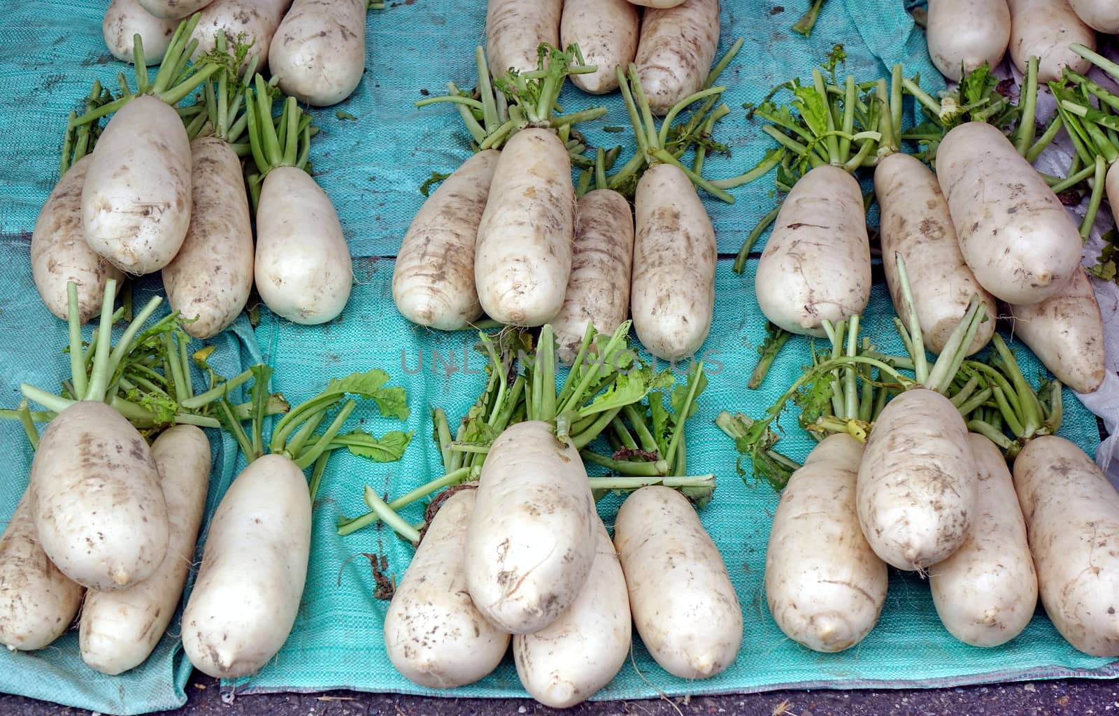 Chinese radishes or daikon for sale at a farmer market

