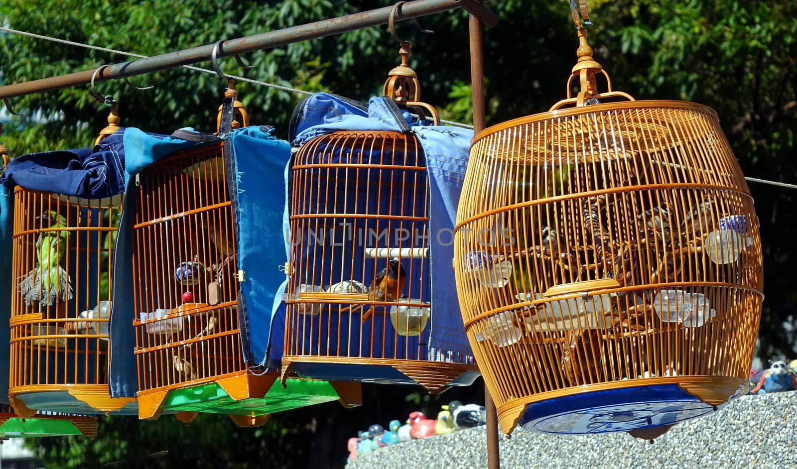 A street vendor sells birds in traditional bamboo cages
