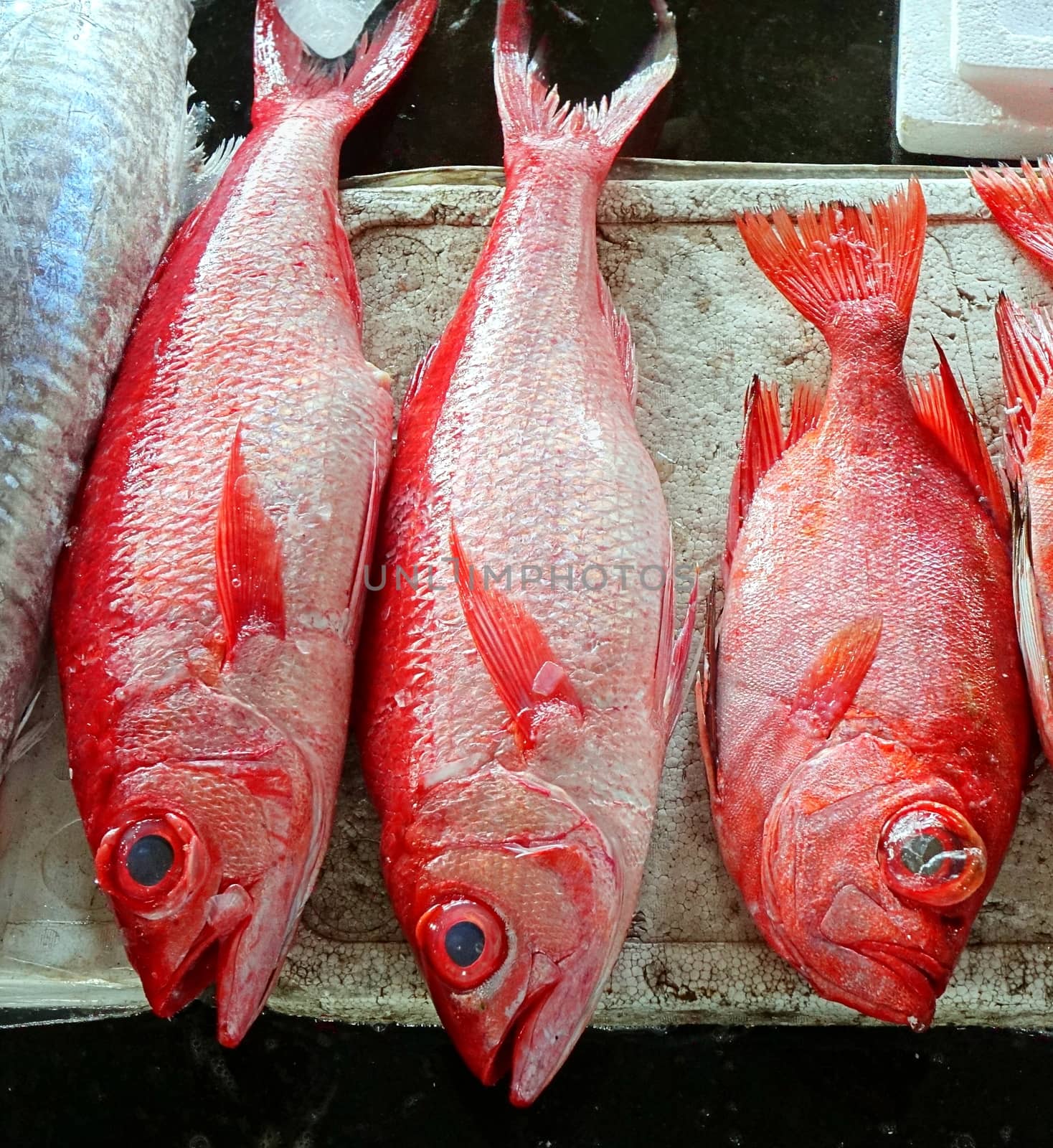 Large red snappers for sale at the fish market
