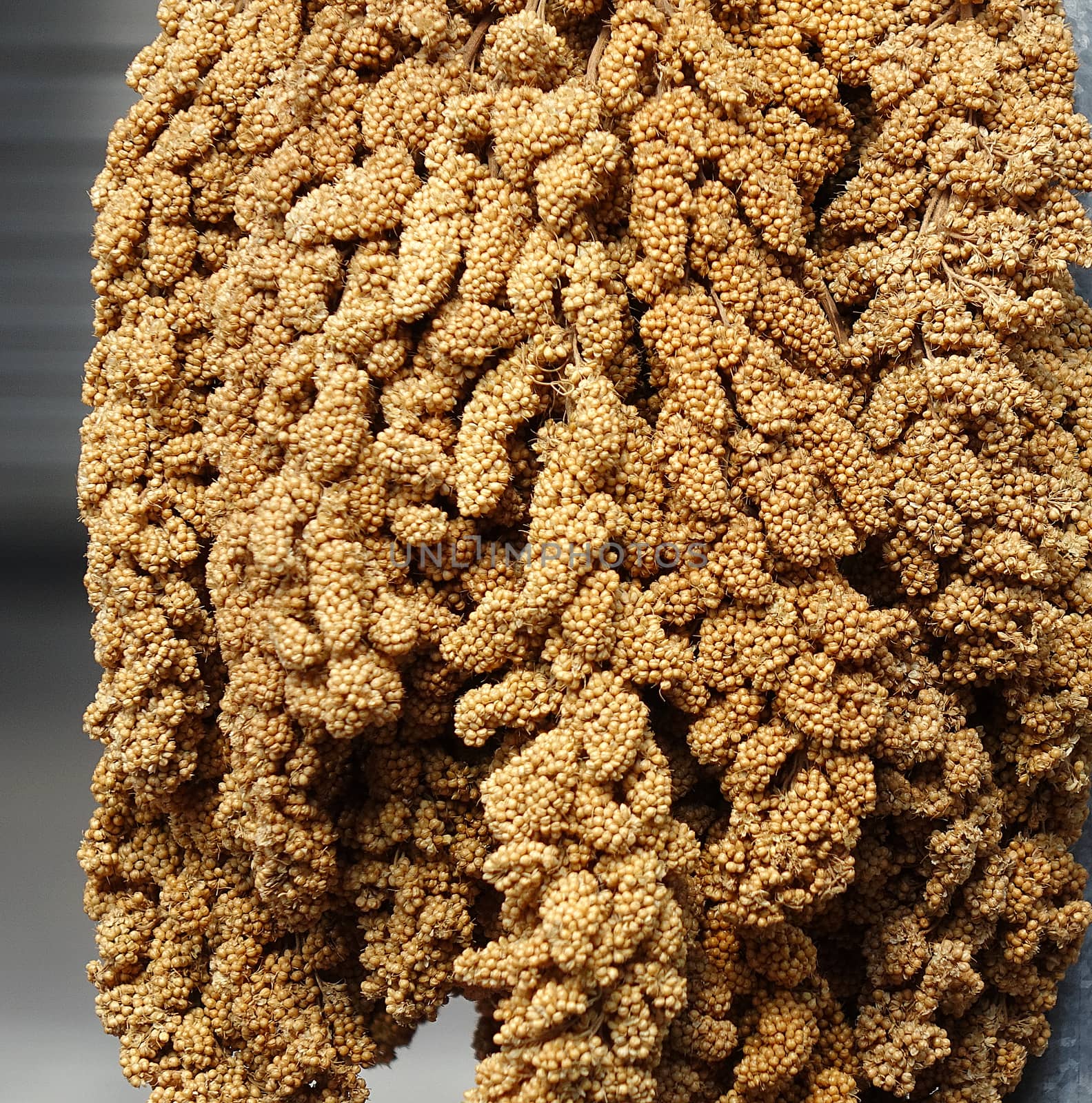 Ears of millet grain are hung up to dry