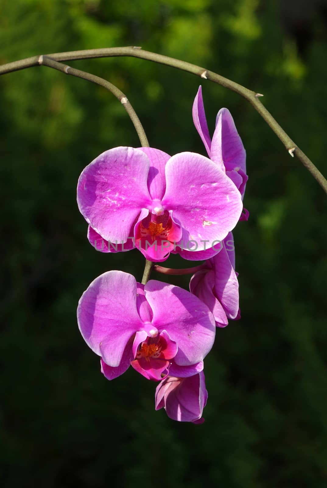 Purple and blossoms of the Phalaenopsis orchid family