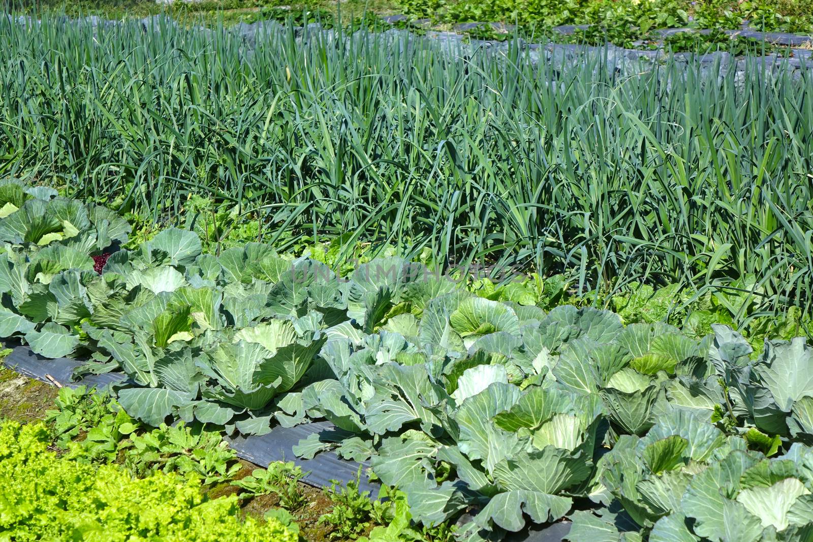 A vegetable garden with fresh salad, cabbages and leeks