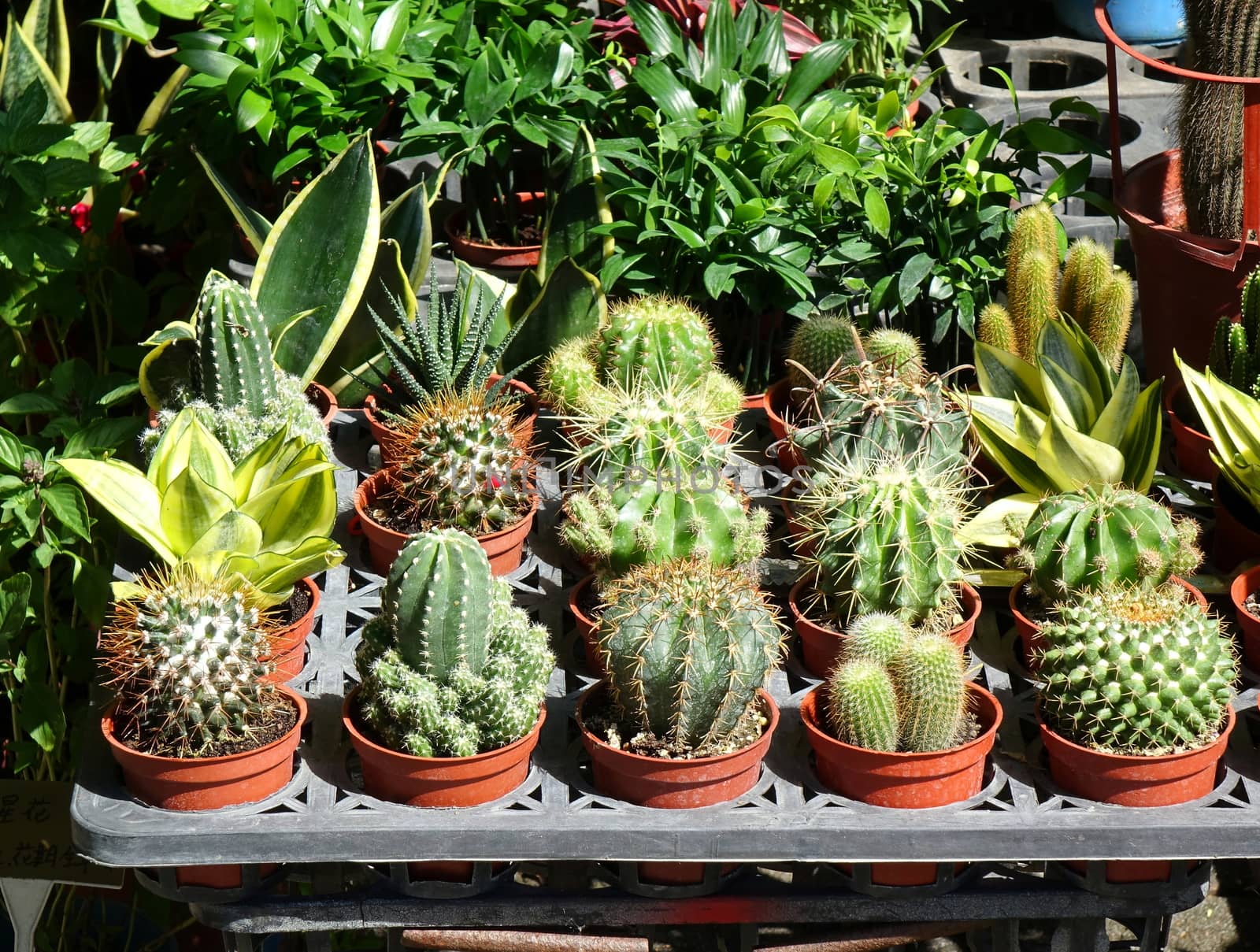 A street vendor at a flower market sells cactuses in pots