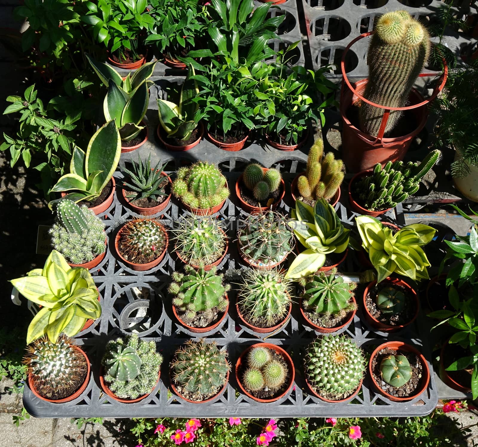 A street vendor at a flower market sells cactuses in pots