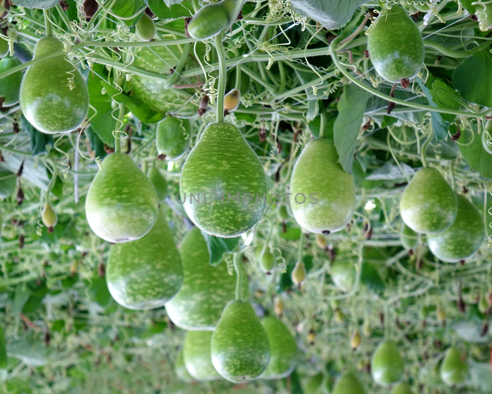 Green calabash or bottle gourds are growing on a vine
