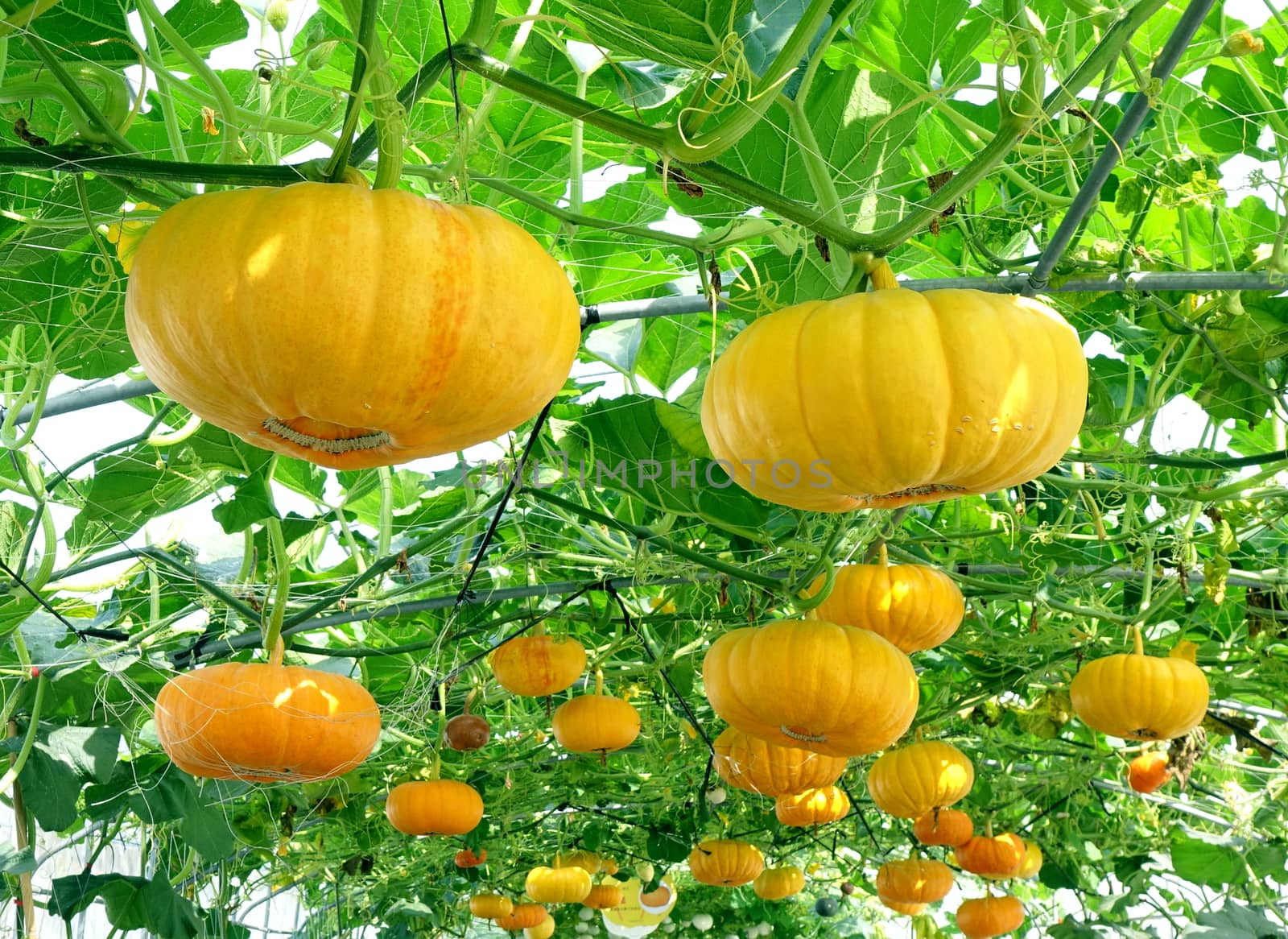 Bright yellow cheese pumpkins grow on vines