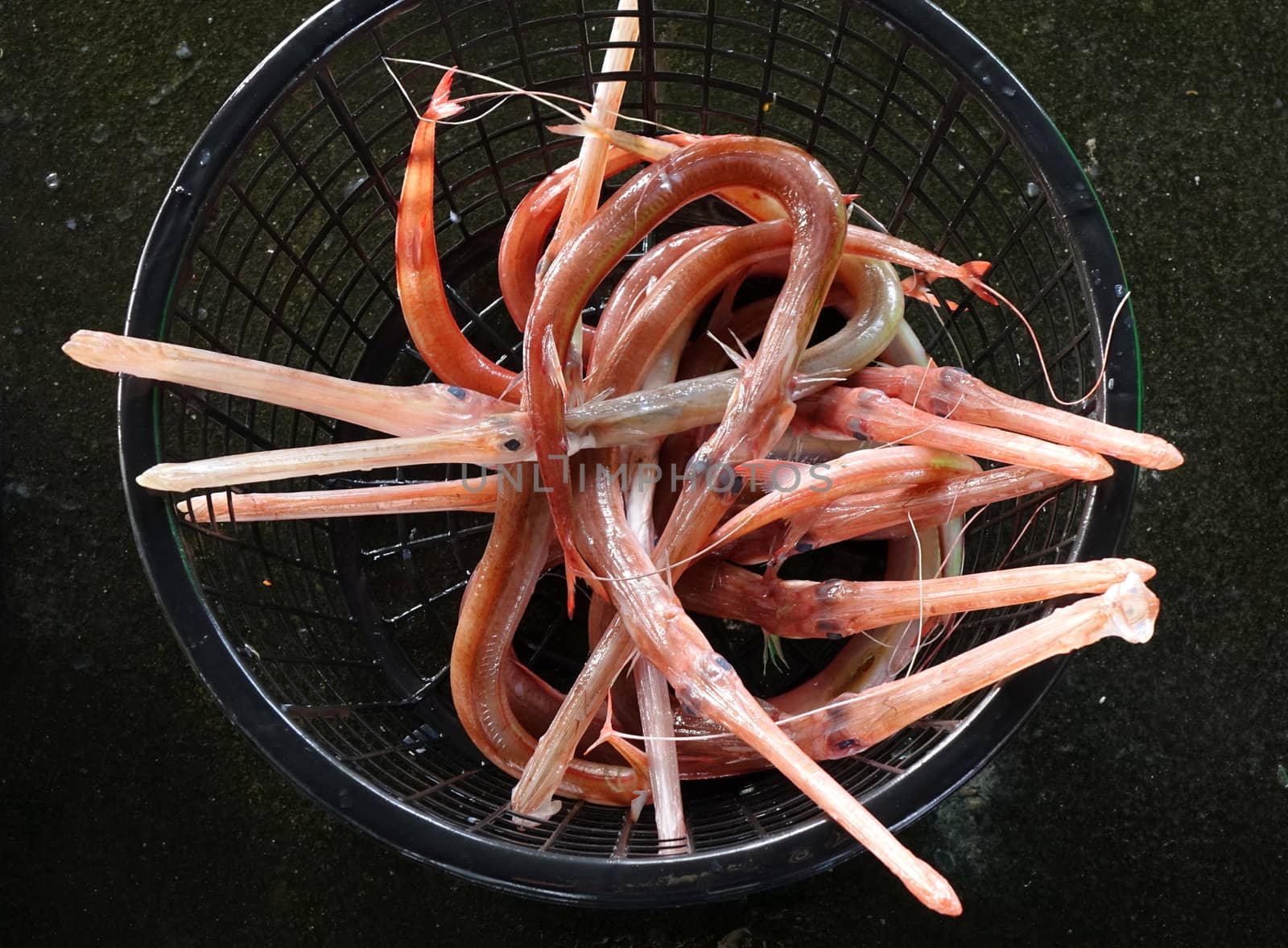 A basket with Chinese trumpetfish (Aulostomus chinensis) for sale at a local fish market 