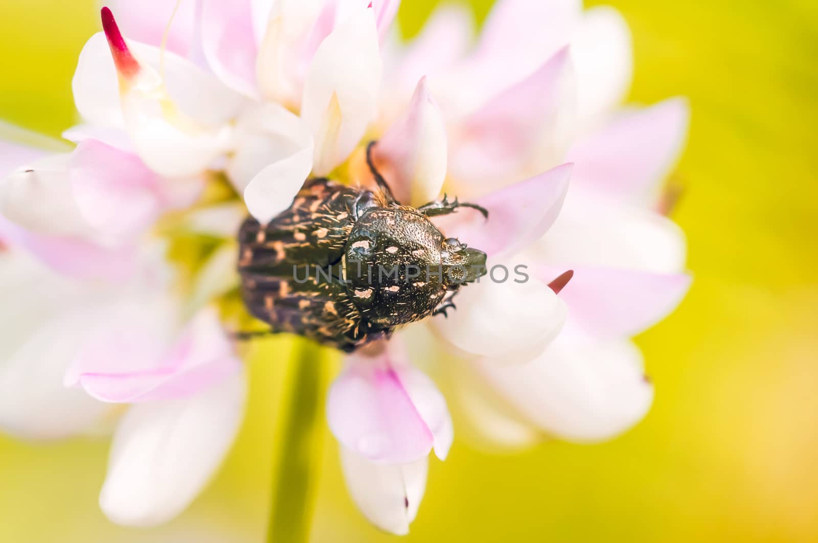 A black and yellow little scarab on a pink clover flower