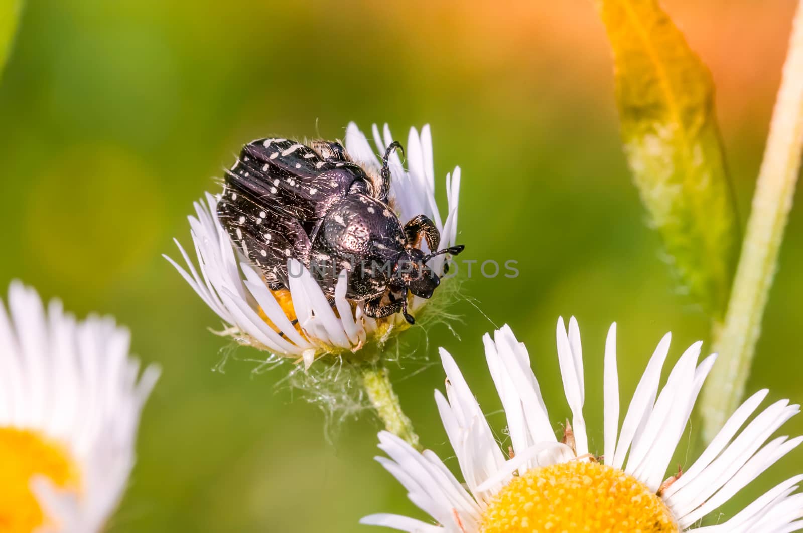 A black and white little scarab on a daisy clover flower