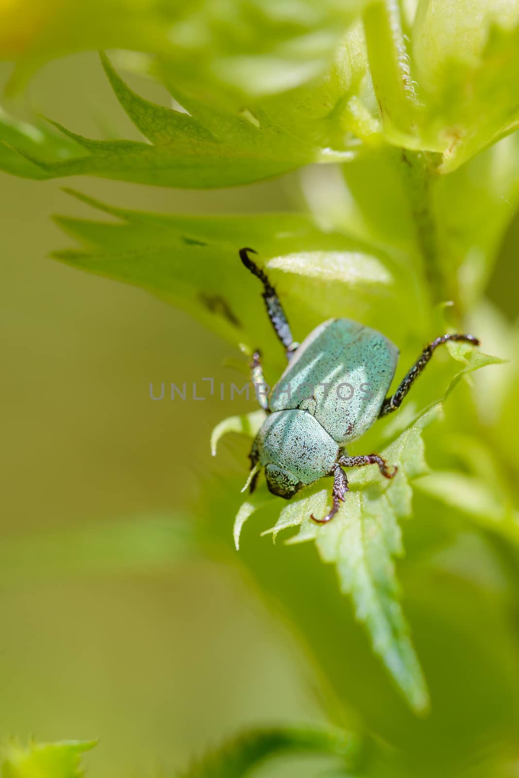 A Hoplia Parvula, a kind of scarab, on a Rhinanthus Flower, under the warm summer sun