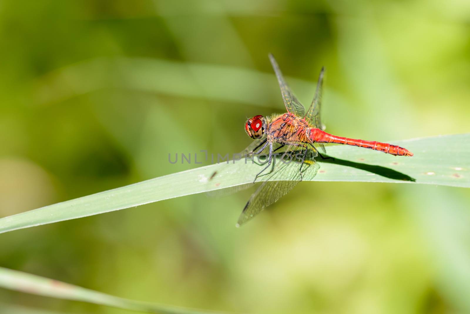 Red-veined darter (Sympetrum sanguineum ) on a leaf