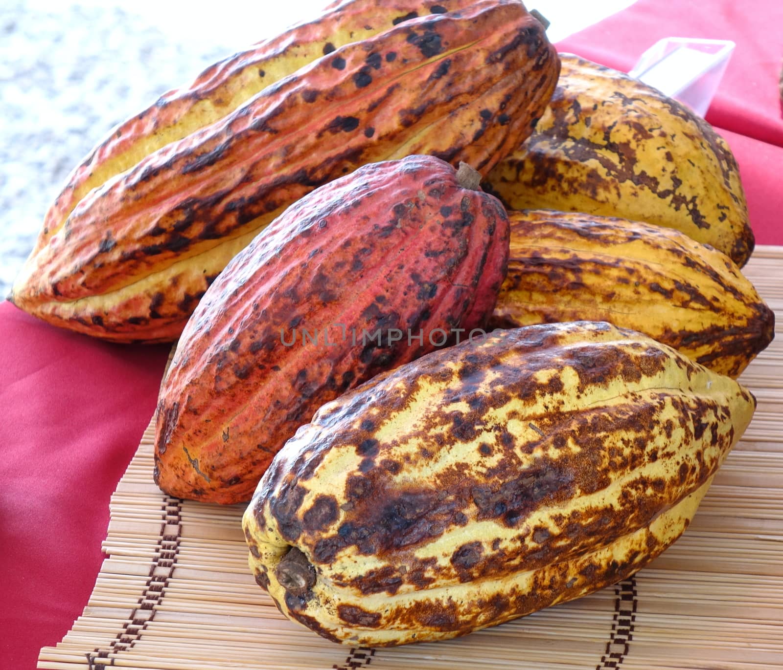 Varieties of cacao pods, the seeds of which are used for cocoa and chocolate