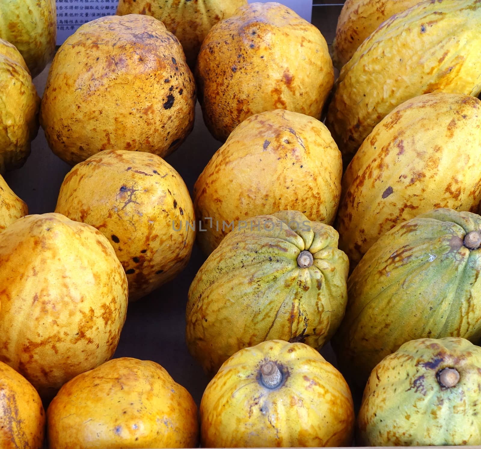 Varieties of cacao pods, the seeds of which are used for cocoa and chocolate