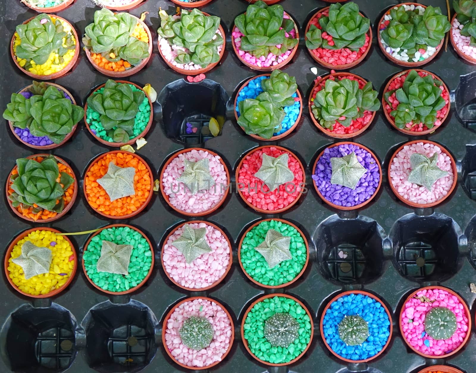 A street vendor sells cactuses and echeveria plants
