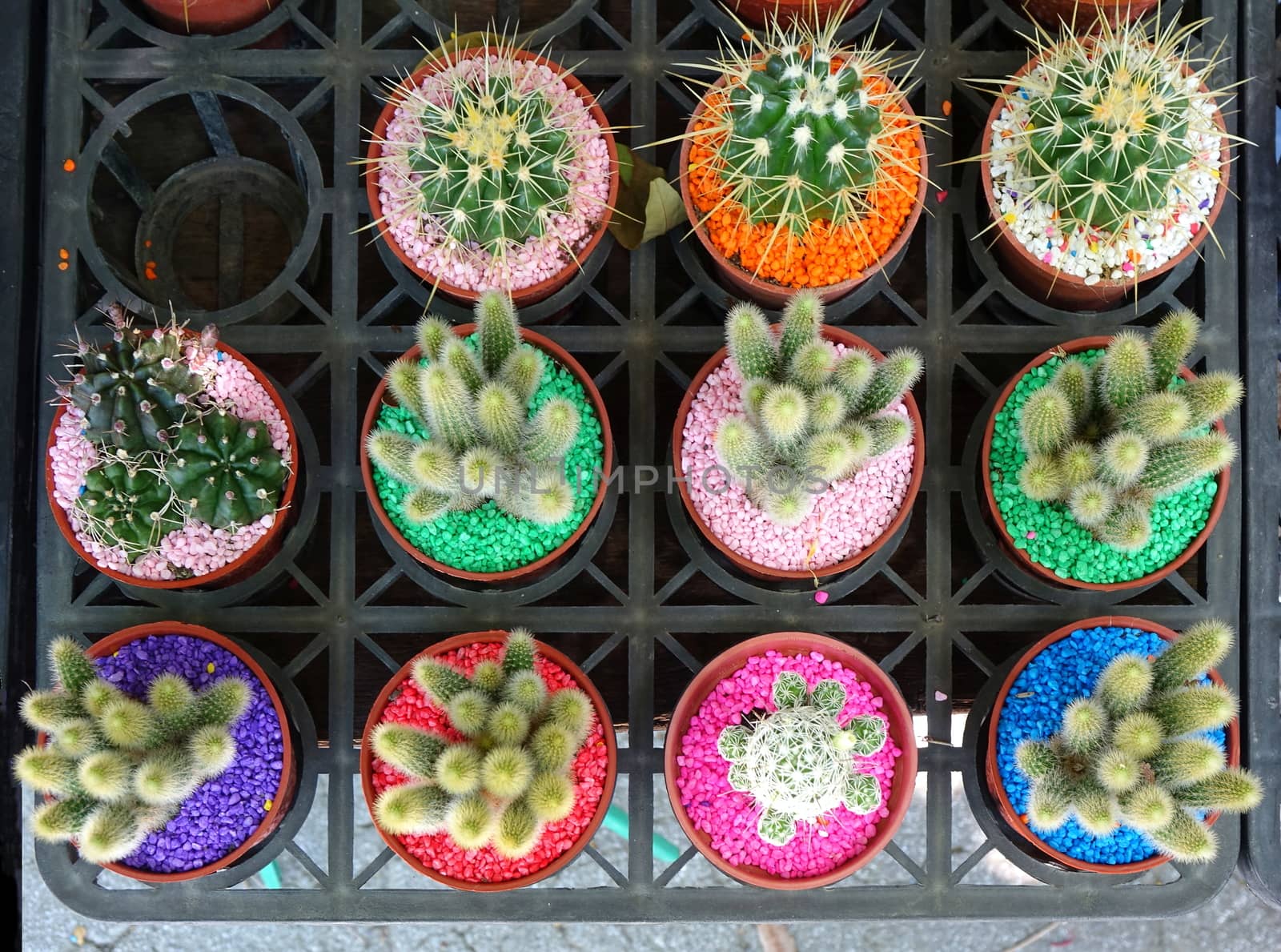 A street vendor sells cactuses in pots with colorful stones
