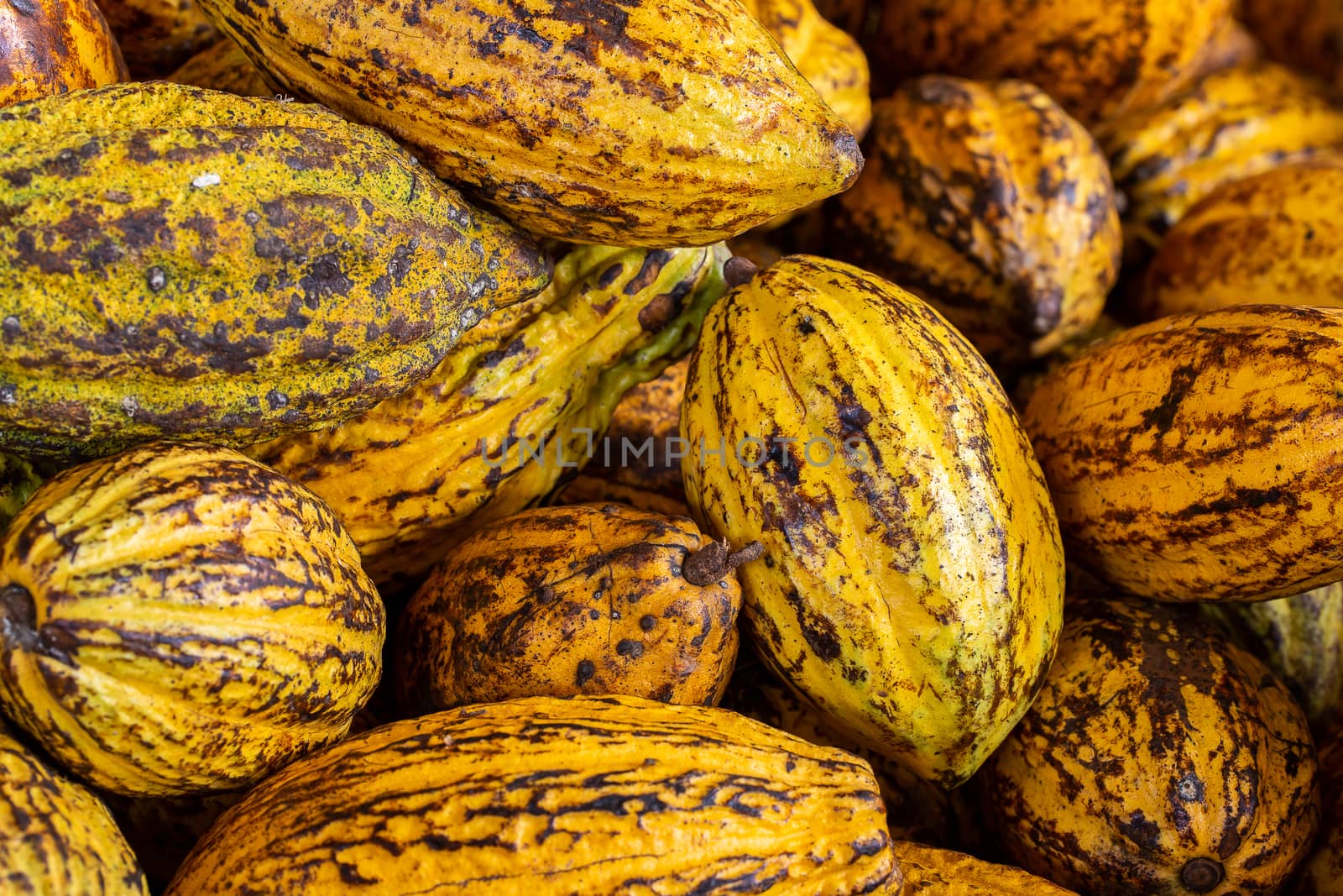 Cocoa beans and cocoa pod on a wooden surface by freedomnaruk