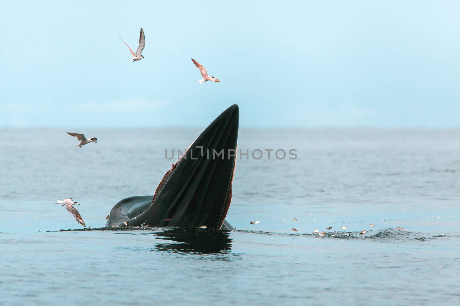 Bryde's whale, Eden's whale, Eating fish at gulf of Thailand by freedomnaruk