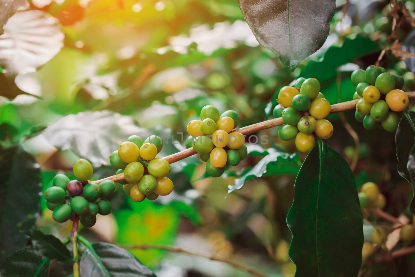Arabica coffee beans color yellow CatiMor ripening on tree by freedomnaruk
