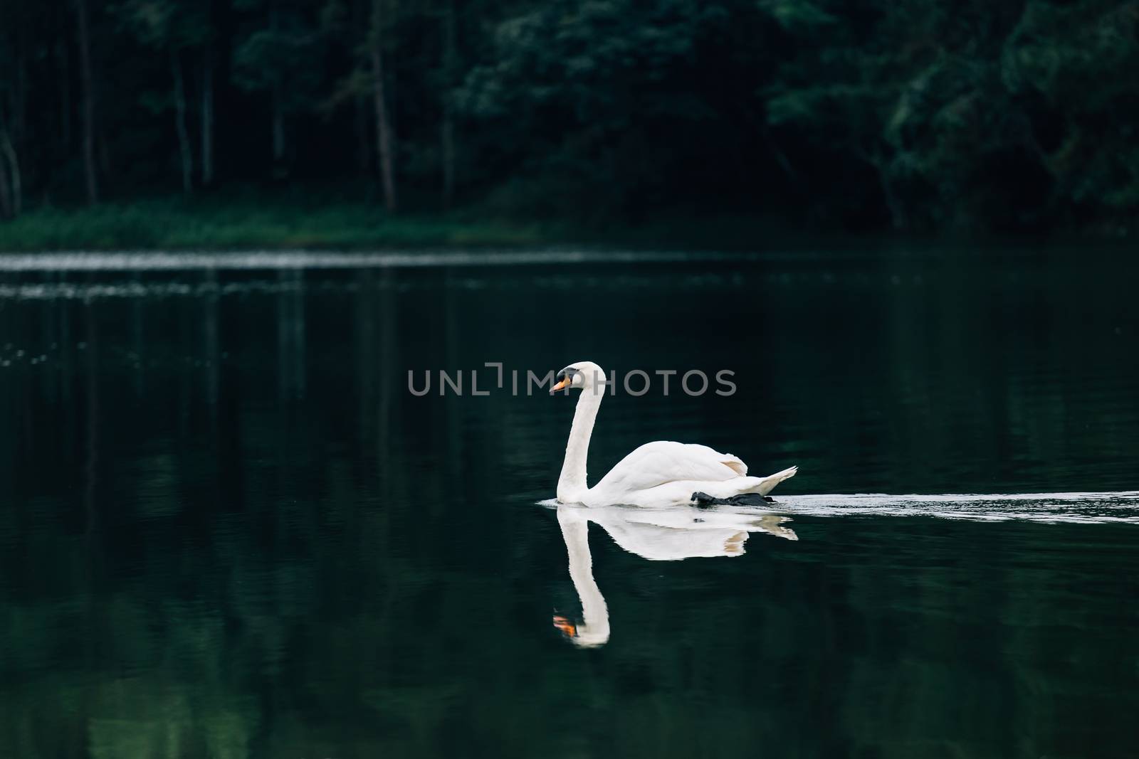 Lake with a white swan by freedomnaruk