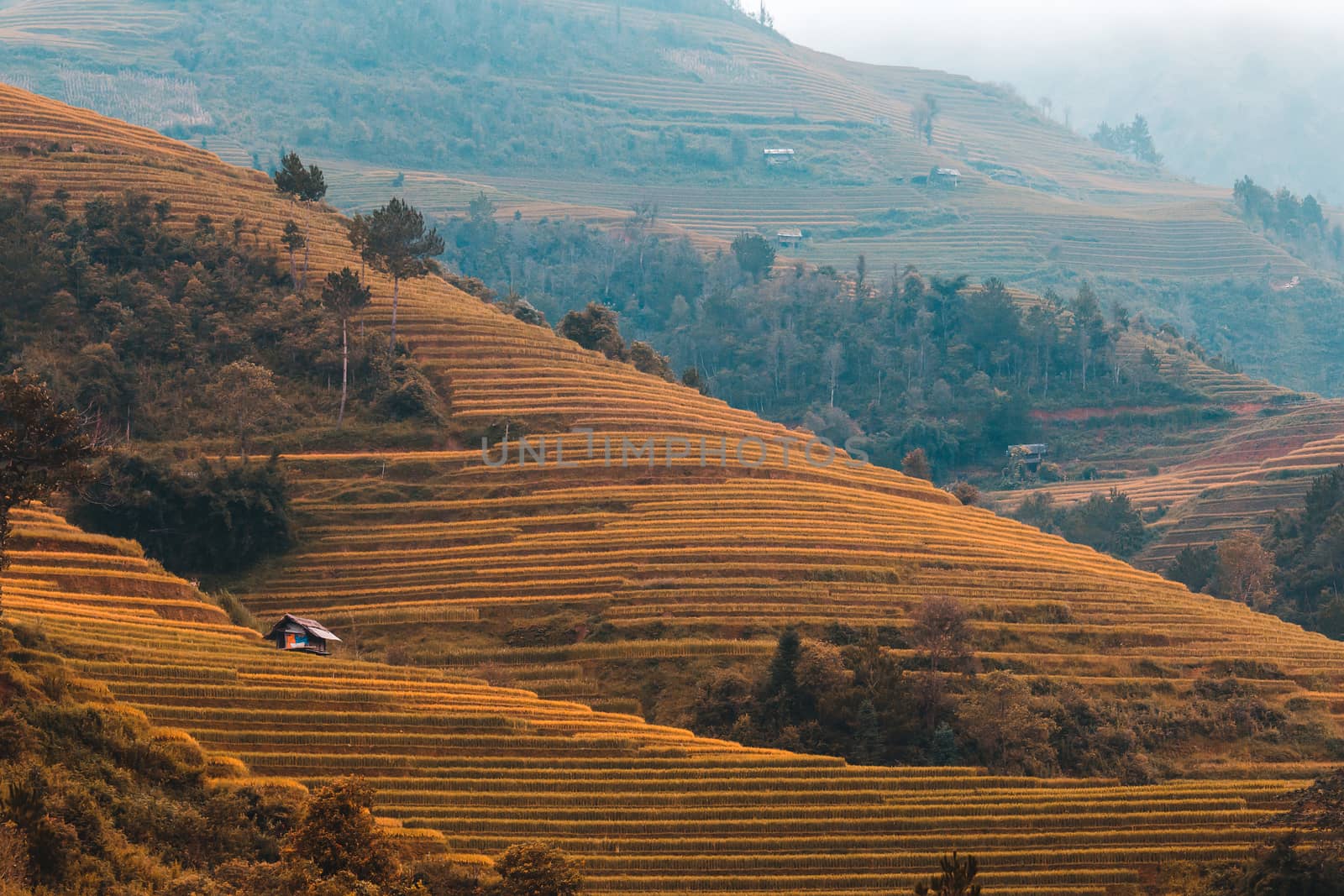 Rice fields on terraced of Mu Cang Chai